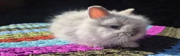 Angora rabbits for sale: 💓 STUNNING TEDDYDWERG BABIES- PARENTS IMPORTED 💙 - Advert 4