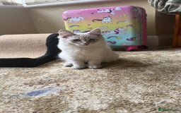 Siberian cats for sale: Siberian < 1 year old - Image 4