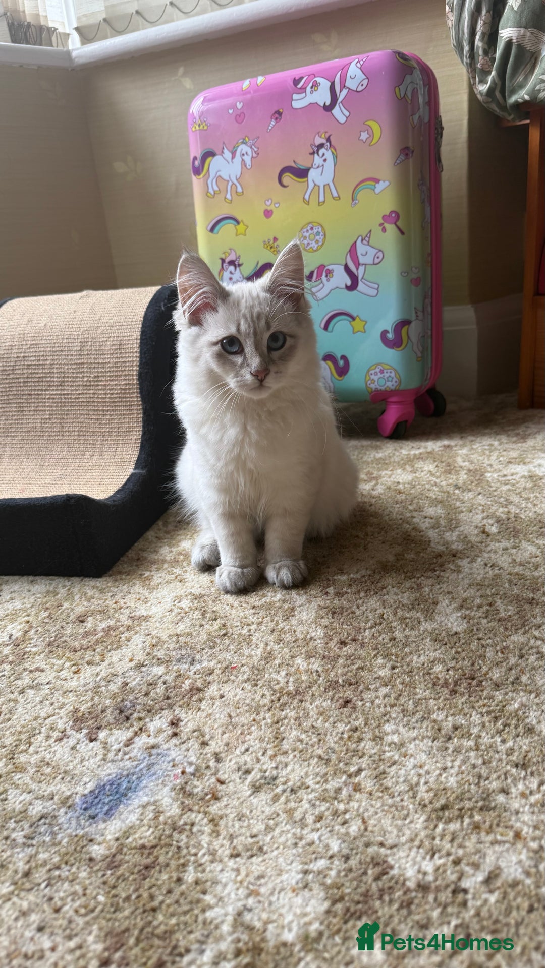 Siberian cats for sale: Siberian < 1 year old - Image 4