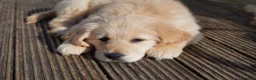Golden Retriever dogs for sale: Beautiful Trained Golden Retriever Puppy - Advert 4