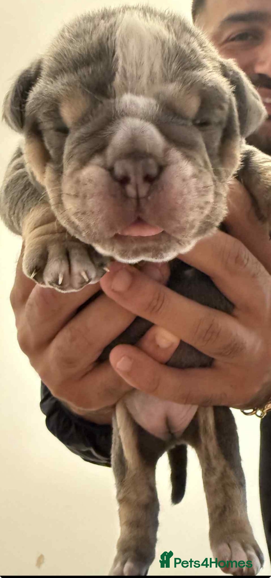 Olde English Bulldogge dogs for sale: STUNNING OLDE ENGLISH BULLDOG - Image 8