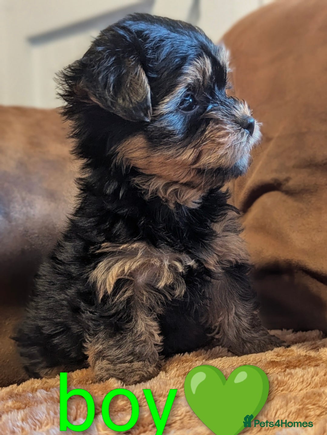 Yorkshire Terrier dogs for sale: Adorable Yorkshire terrier puppy available  - Advert 16