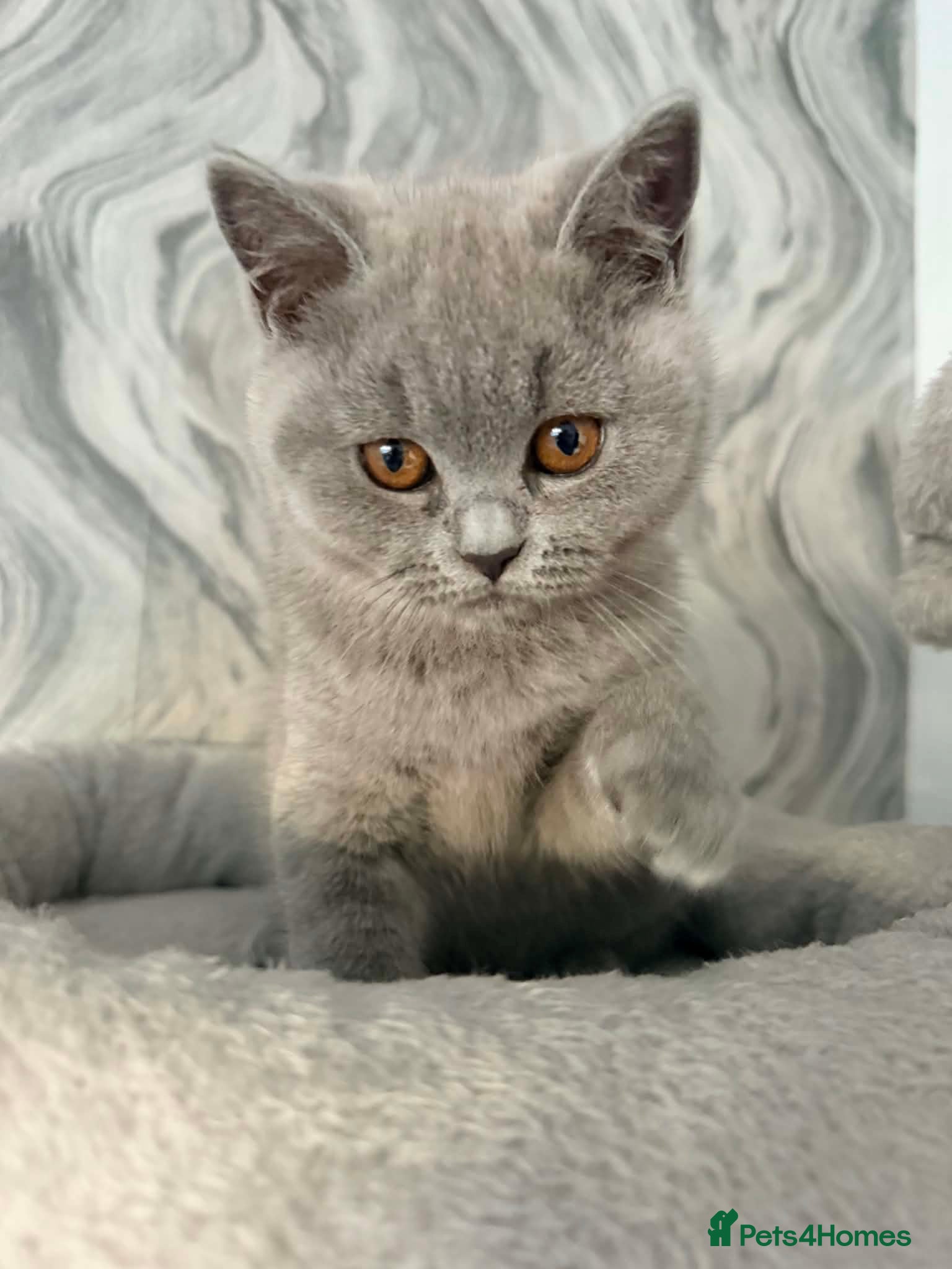 British Shorthair cats BOY & GIRL READY  - GCCF BRITISH SHORTHAIR - Advert 2