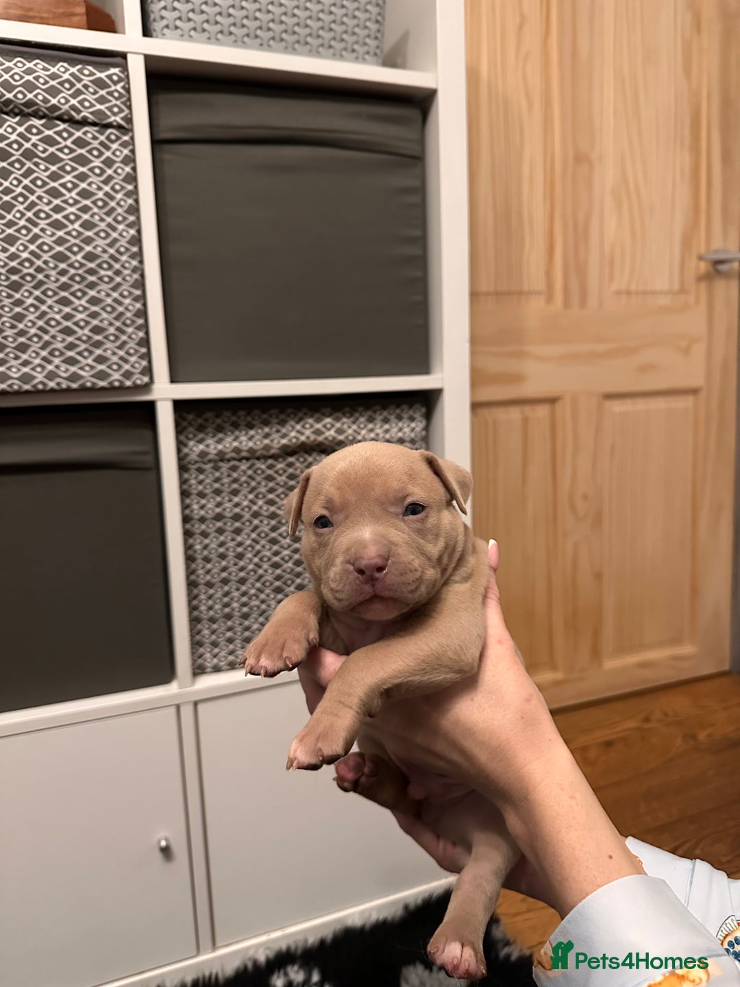 American Bully dogs for sale: American bullys (pocket/standard)  - Advert 5