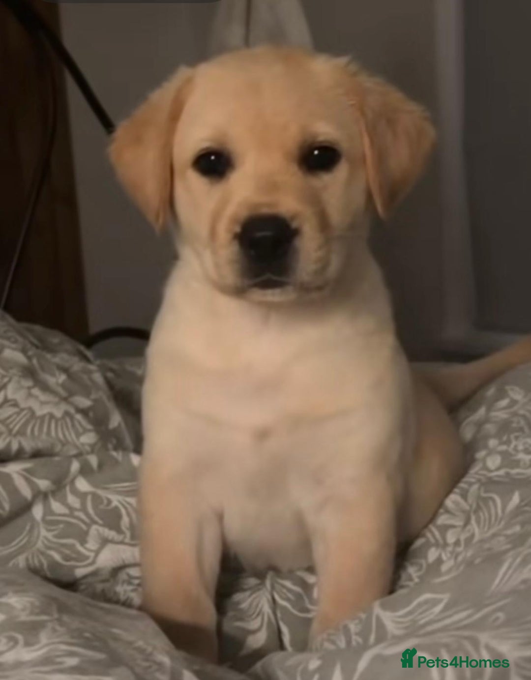 Labrador Retriever dogs for sale: Labrador retriever puppie for sale  - Advert 1