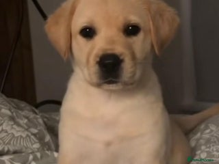 Labrador Retriever dogs Labrador retriever puppie for sale - Advert 3