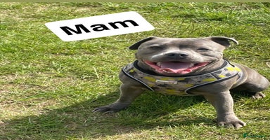Staffordshire Bull Terrier dogs - Advert 13