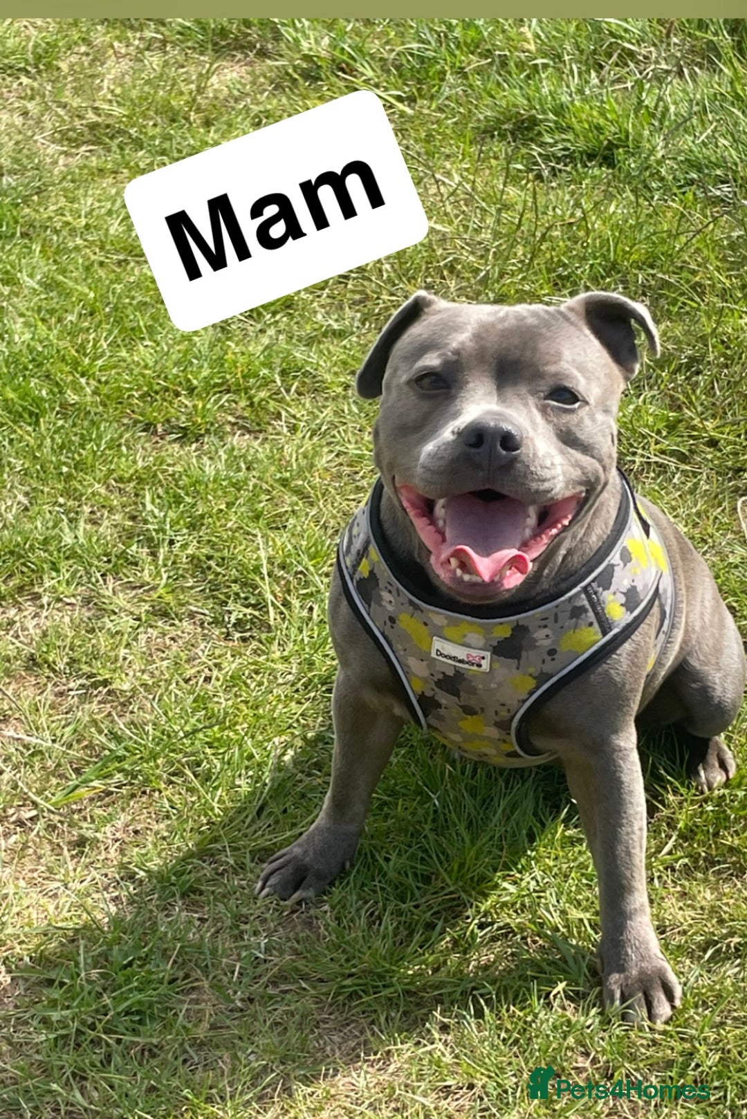 Staffordshire Bull Terrier dogs for sale: Blue Staffordshire bull terrier kc registered ❗️ - Image 3