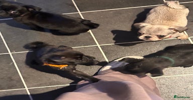 Pug dogs - Advert 6
