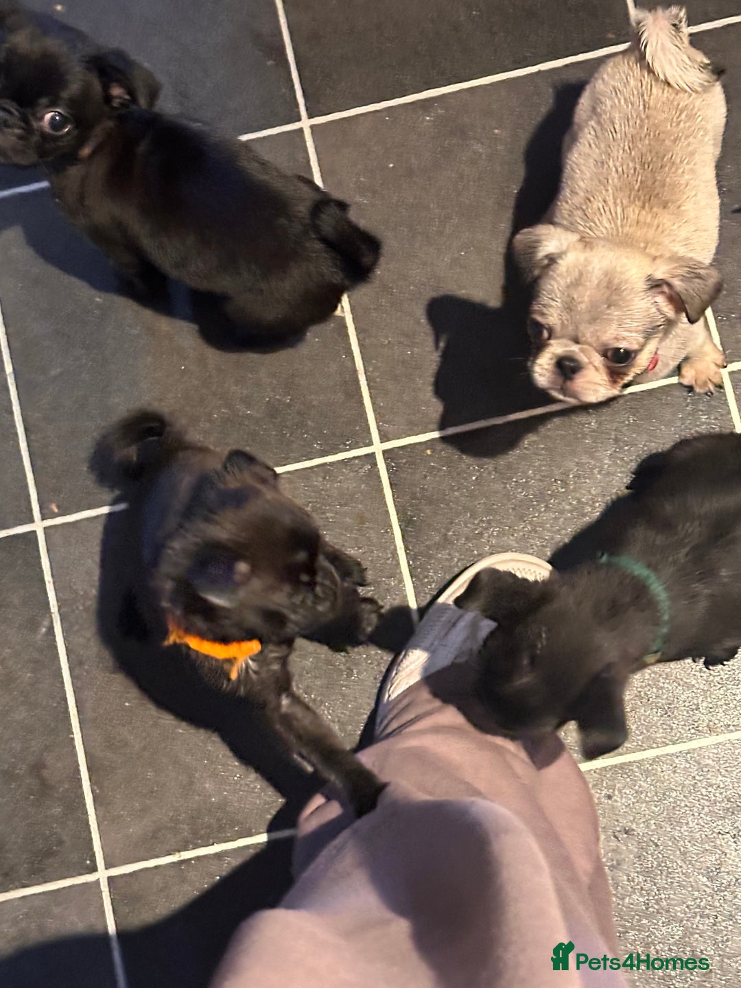 Pug dogs for sale: **Ready to go! 9 week old pug puppies** - Image 3
