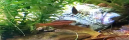 Minnows fish for sale: Minnows and Barbs free to new home in North Tawton - Advert 1