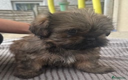 Shih Tzu dogs for sale: Shih tzu  - Image 6