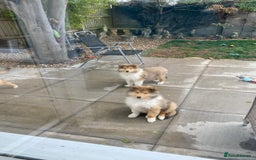 Rough Collie dogs for sale: ROUGH COLLIE SABLE AND WHITE PUPPIES - Image 7
