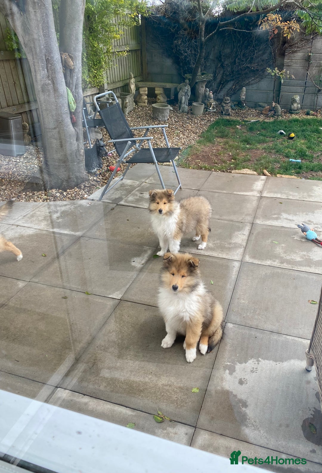 Rough Collie dogs for sale: ROUGH COLLIE SABLE AND WHITE PUPPIES - Image 7