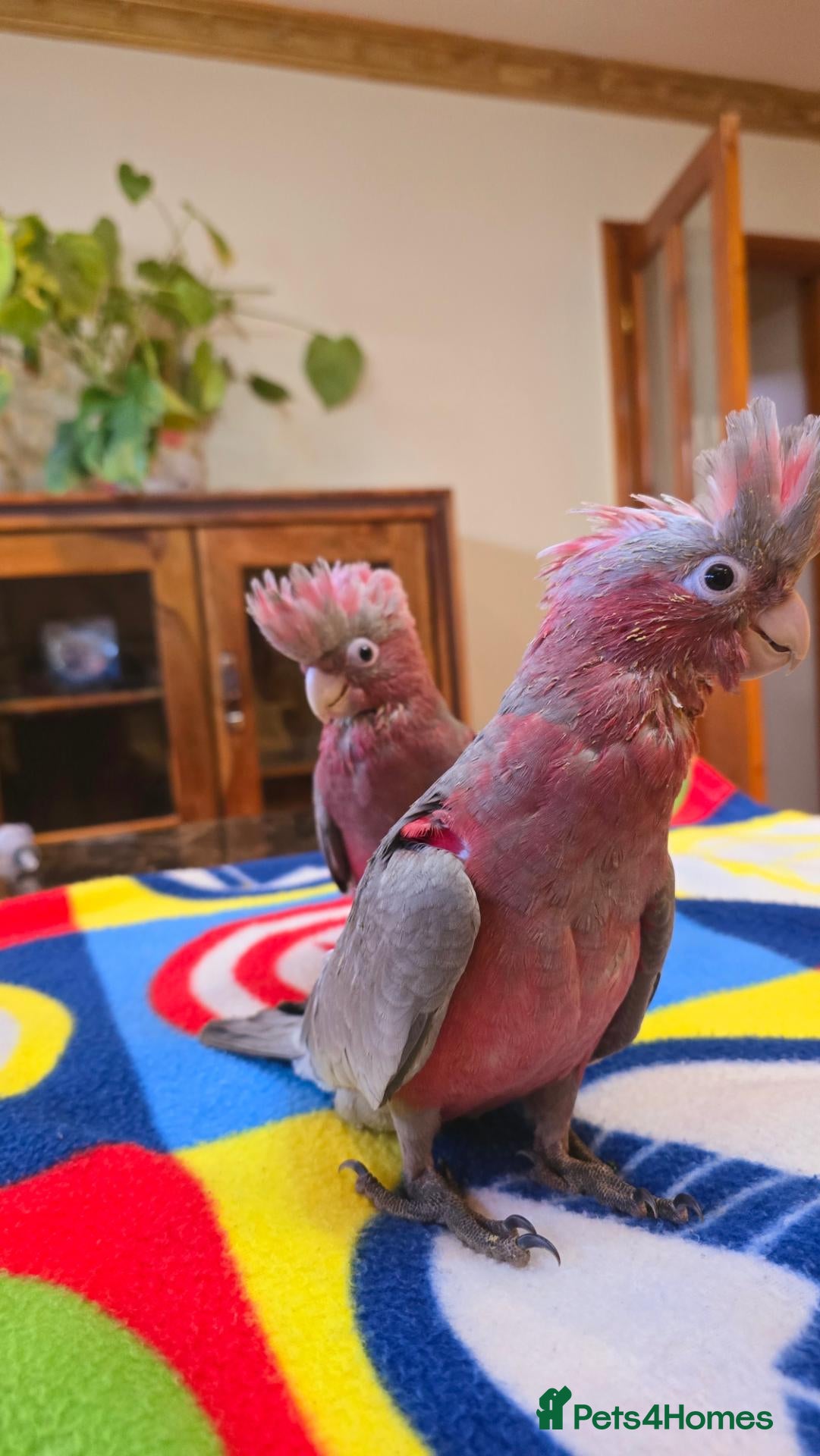 Cockatoo birds Hand-Raised cockatoo Galah Baby Parrot - Advert 6