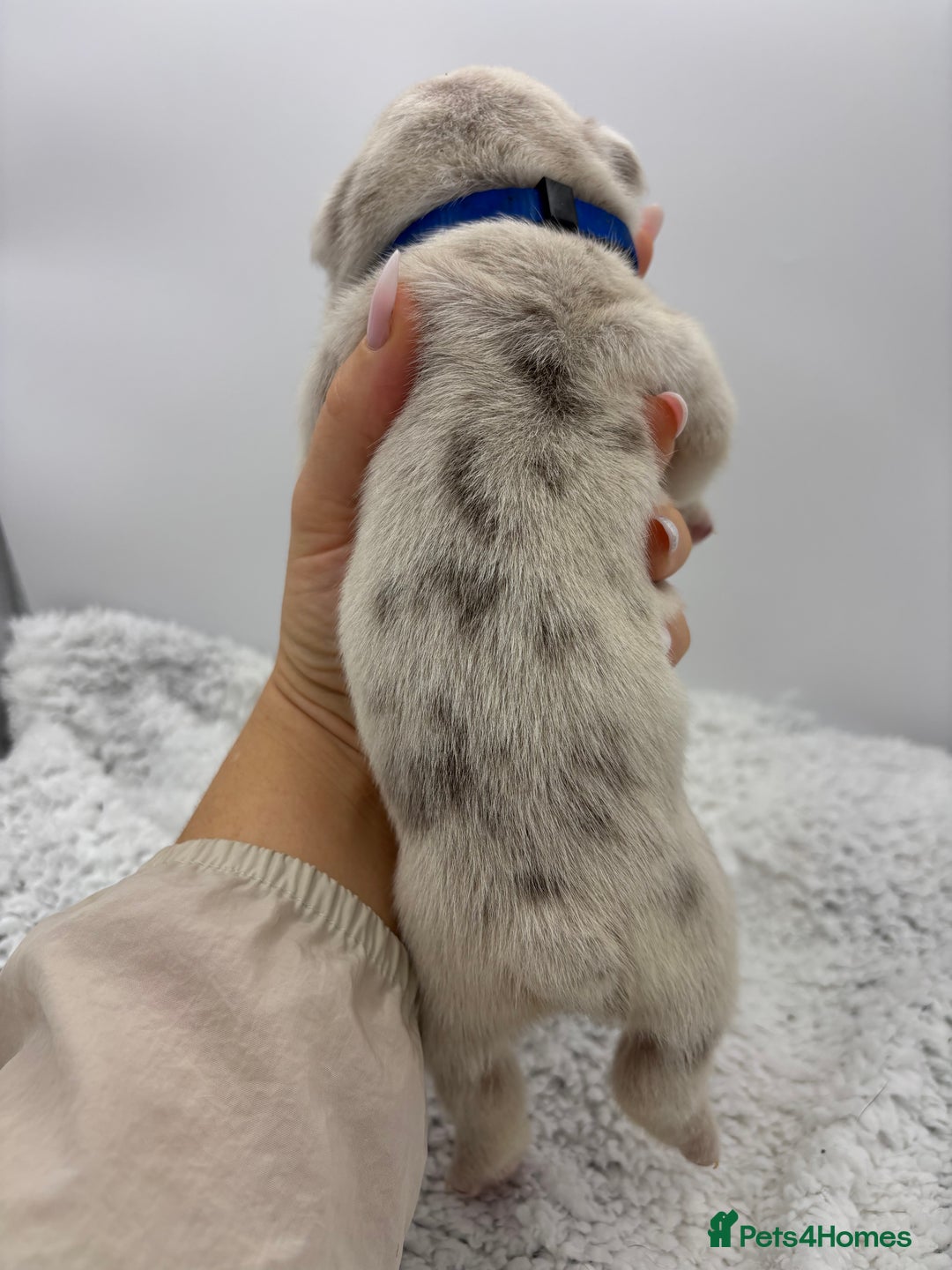 English Bulldog dogs for sale: 10 British Bulldog puppies 🐶  - Image 33