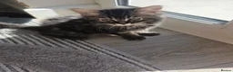 Mixed Breed cats for sale: Adorable Ragdoll x Persian Kittens – 2 Left - Advert 11