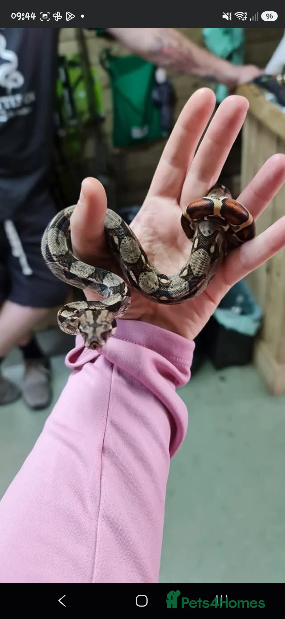 Boa Snake reptiles for sale: Red Tail Boa - Advert 4