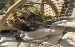 Maine Coon cats for sale: Stunning Black Smoke TiCA kittens  - Image 23