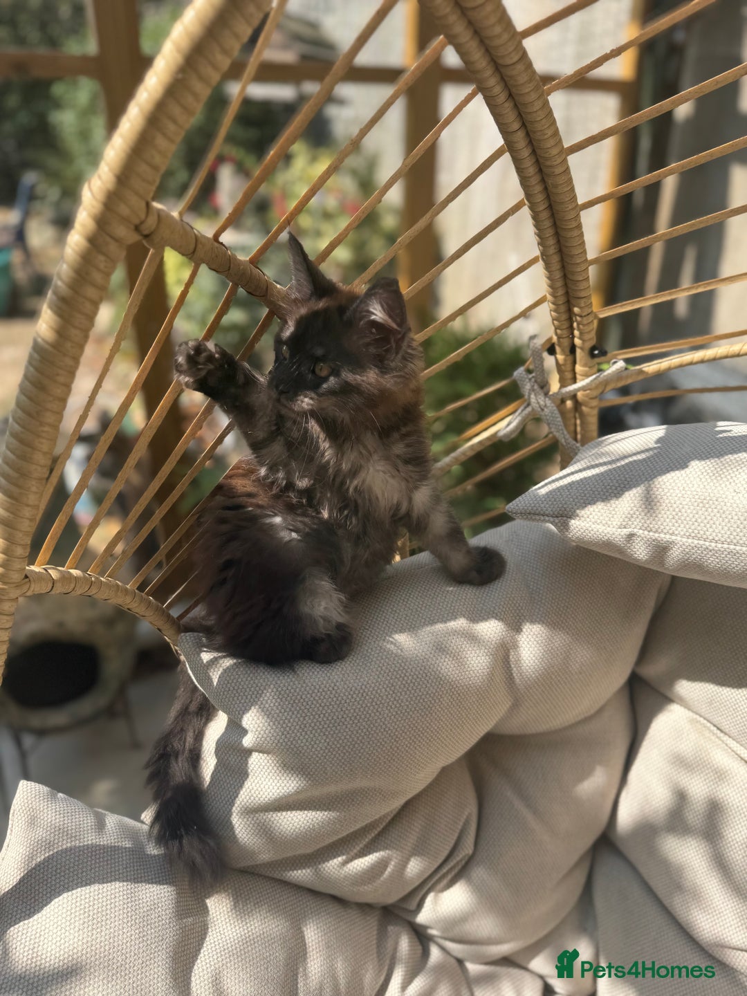 Maine Coon cats for sale: Stunning Black Smoke TiCA kittens  - Image 23