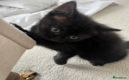 Ragdoll cats for sale: Beautiful affectionate friendly ragdoll x tuxedo - Image 3