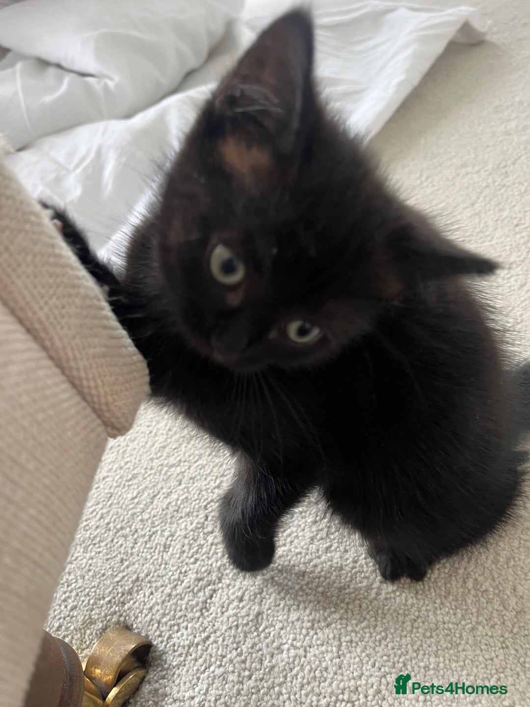 Ragdoll cats for sale: Beautiful affectionate friendly ragdoll x tuxedo - Image 3