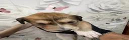 Saluki dogs for sale: DWKC registered Saluki puppies. - Advert 11