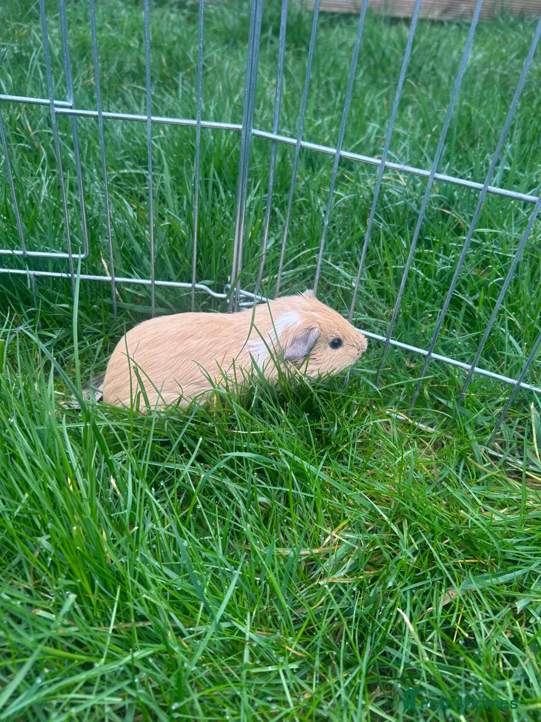 Guinea Pig rodents for sale: Golden baby guinea pig  - Advert 2