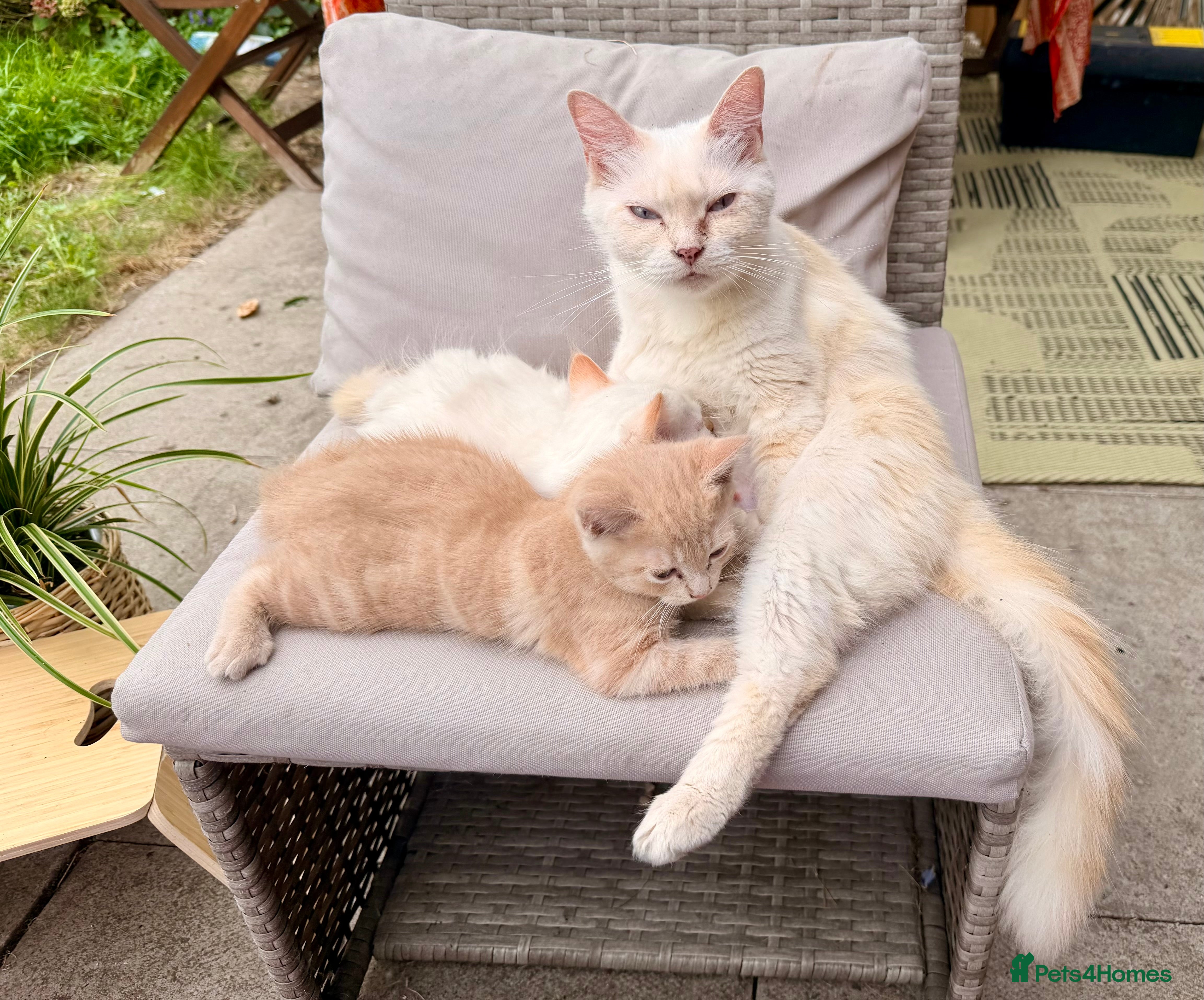 Mixed Breed cats TWO beautiful half-breed Ragdoll boy kittens. - Advert 2