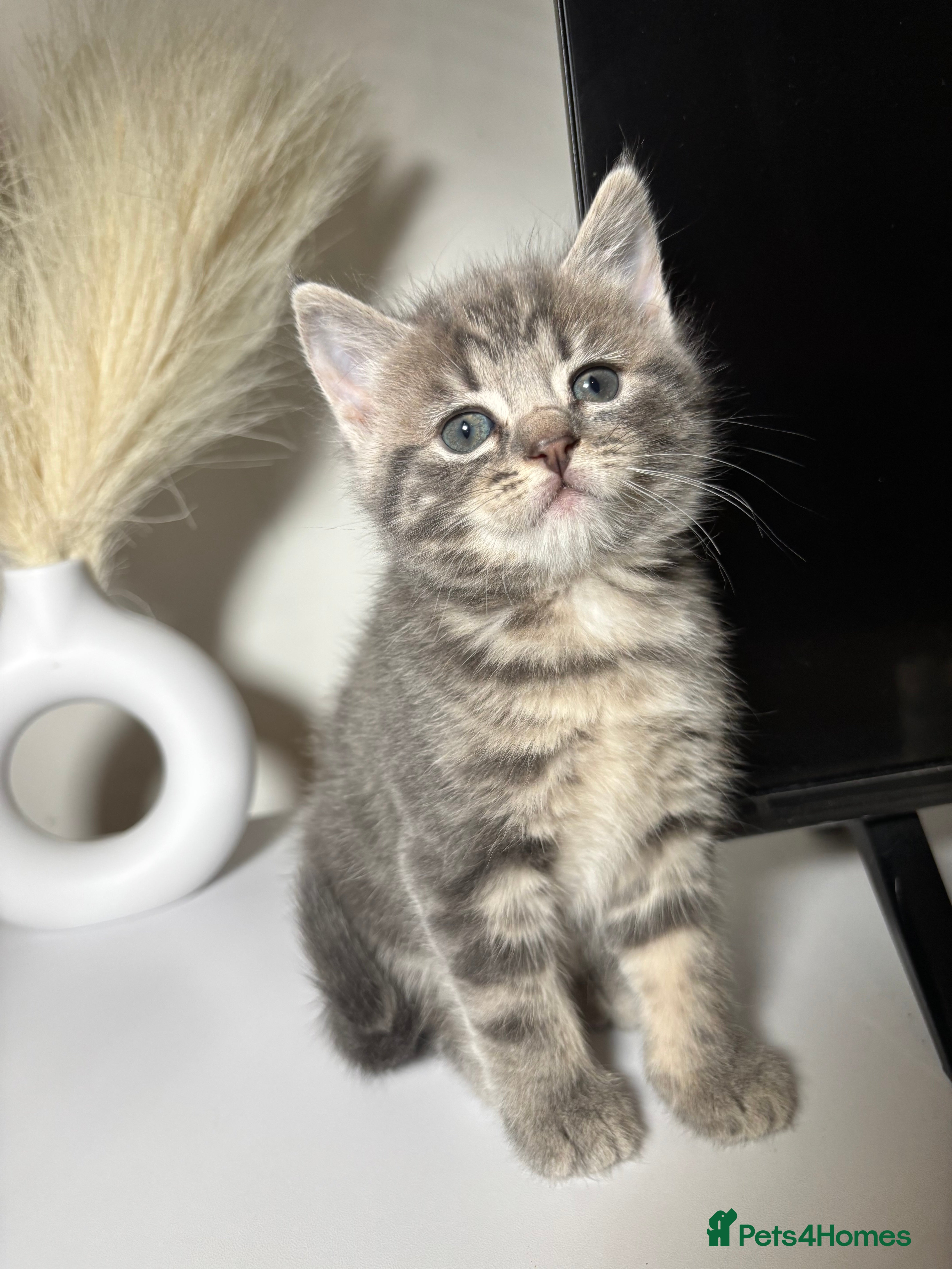 British Shorthair cats Chunky British Short Hair Kittens  - Advert 17