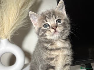 British Shorthair cats Chunky British Short Hair Kittens - Advert 17