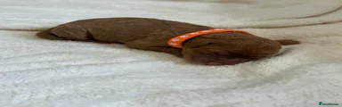Miss Orange
