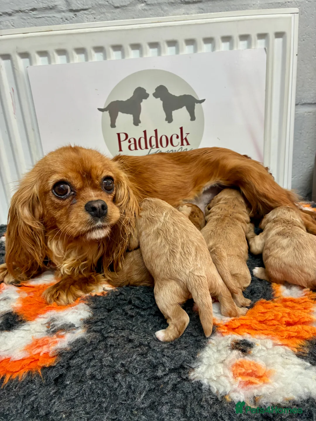 Cavapoo dogs for sale: ❤️ Adorable F1 Cavapoo puppies ❤️ - Advert 11