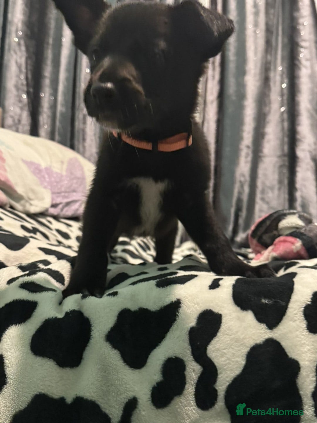 Shepsky dogs for sale: Shepski pups - Advert 30