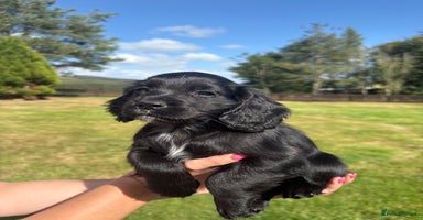 Cocker Spaniel dogs - Advert 3