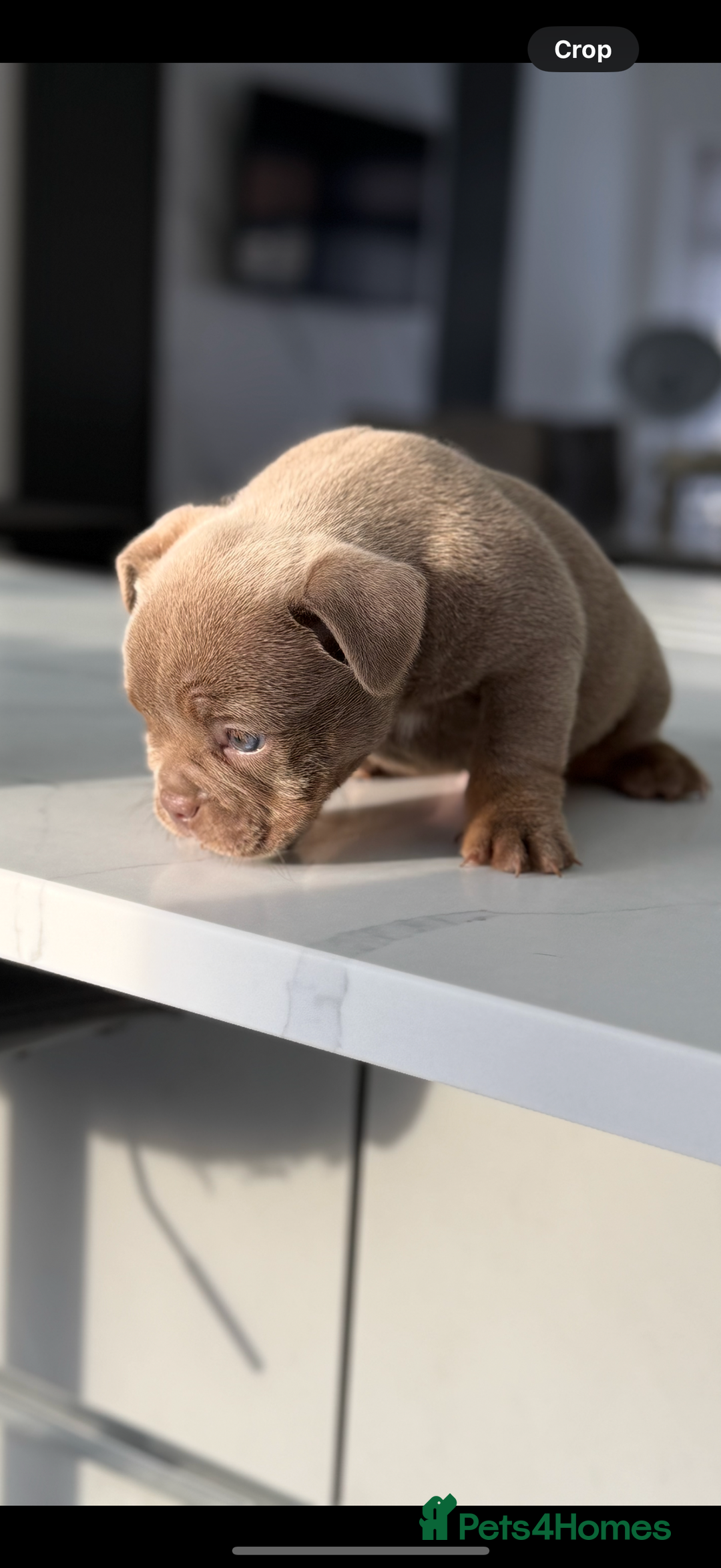 American Bully dogs for sale: Stunning Bully pup available now  - Advert 9