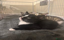 Mixed Breed cats for sale: Loving homes needed! - Advert 4