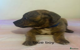 Staffordshire Bull Terrier dogs for sale: Beautiful coloured staffies - Image 4