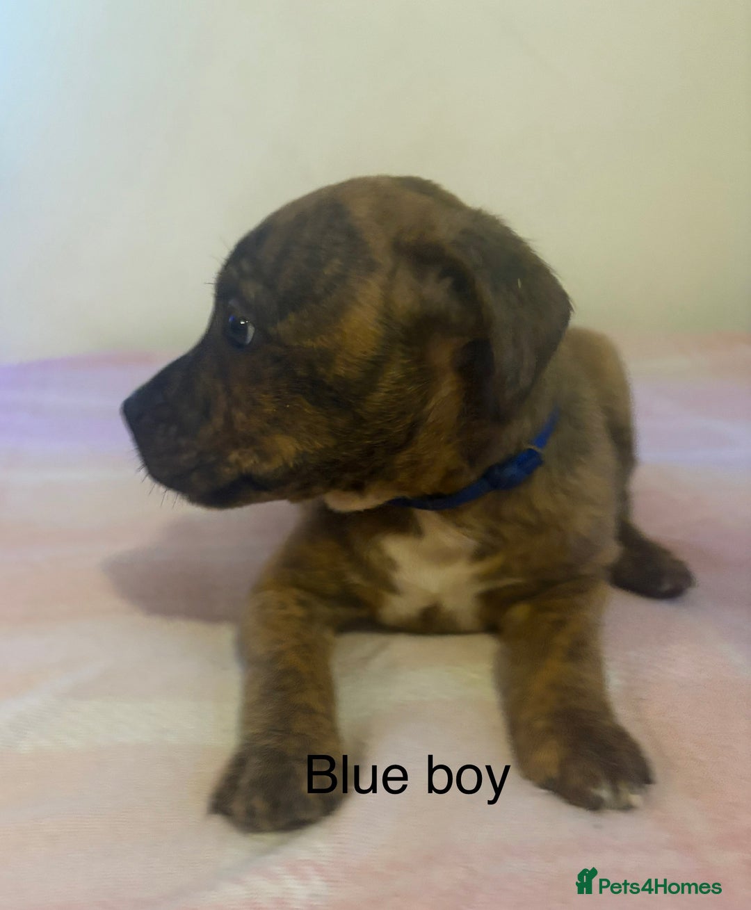 Staffordshire Bull Terrier dogs for sale: Beautiful coloured staffies - Image 4