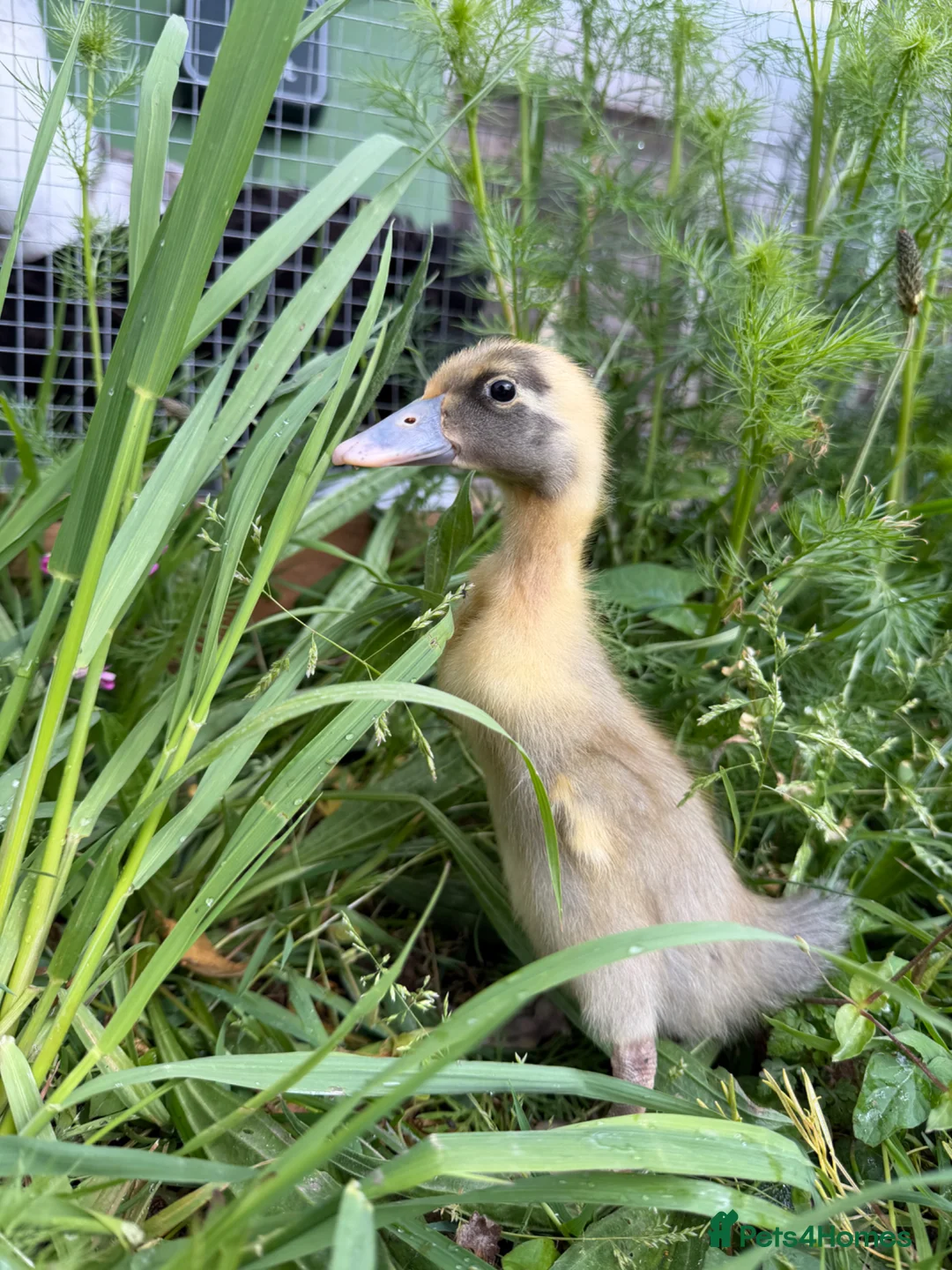 Ducks poultry for sale: 5 Indian Runner Ducklings  - Advert 1