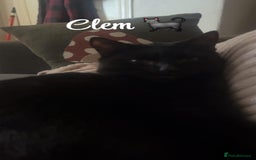 American Shorthair cats for sale: £0 Lovable cats for adoption to go in pairs - Image 2