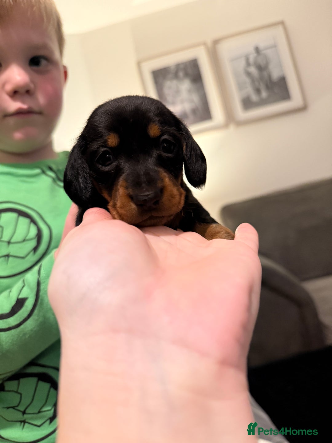 Miniature Dachshund dogs for sale: Miniature dachshund puppies. KC REG, PRA CLEAR 🥰 - Advert 7