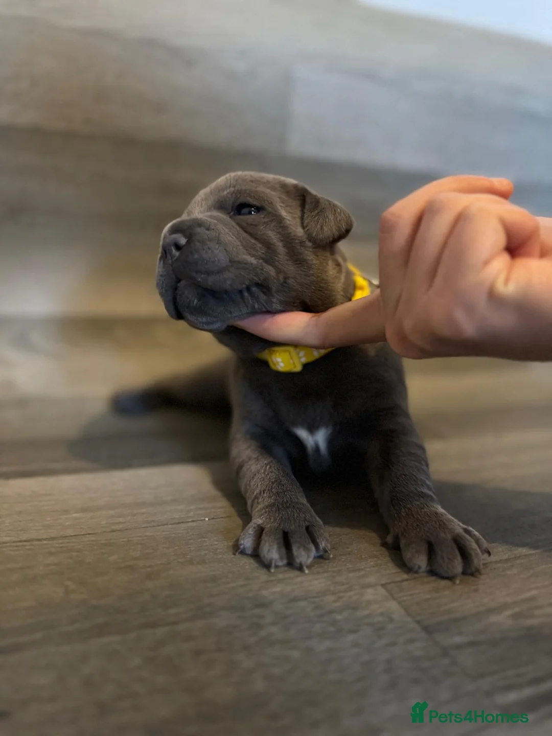 Staffordshire Bull Terrier dogs for sale: Champions Bloodlines Staffordshire Bull Terrier Pu in Barnsley - Advert 12