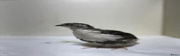 Quail poultry for sale: Quails 8+ weeks  in Stockport - Advert 20