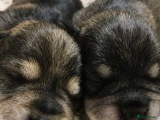 Miniature Schnauzer dogs KC registered DNA tested Miniature Schnauzer pups - Advert 2