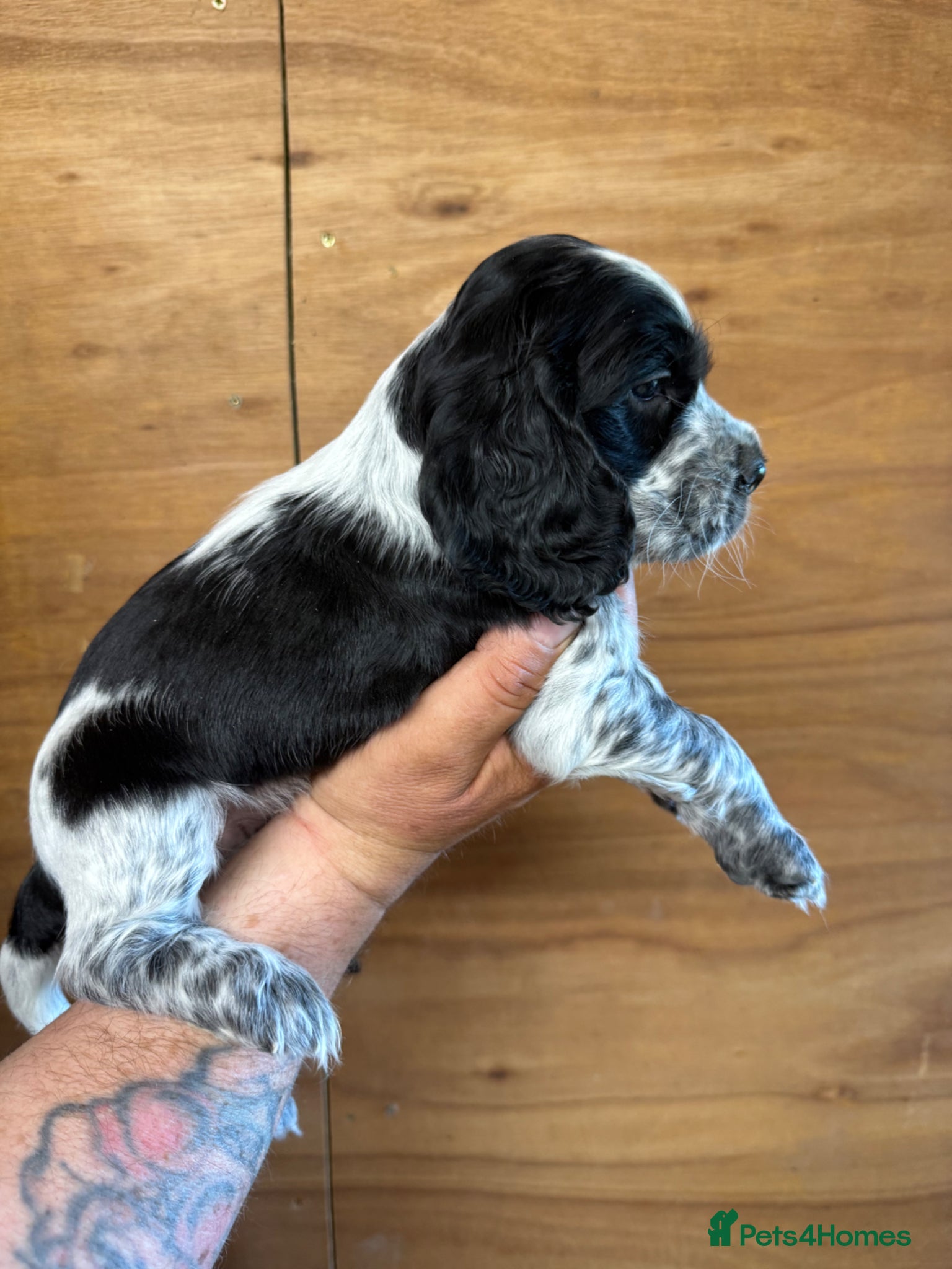 Cocker Spaniel dogs for sale: 5 Gorgeous Chunky Show Type Cocker Spaniels  - Advert 20