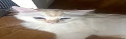 Ragdoll cats for sale: Flame point ragdoll needing a quiet home - Advert 3