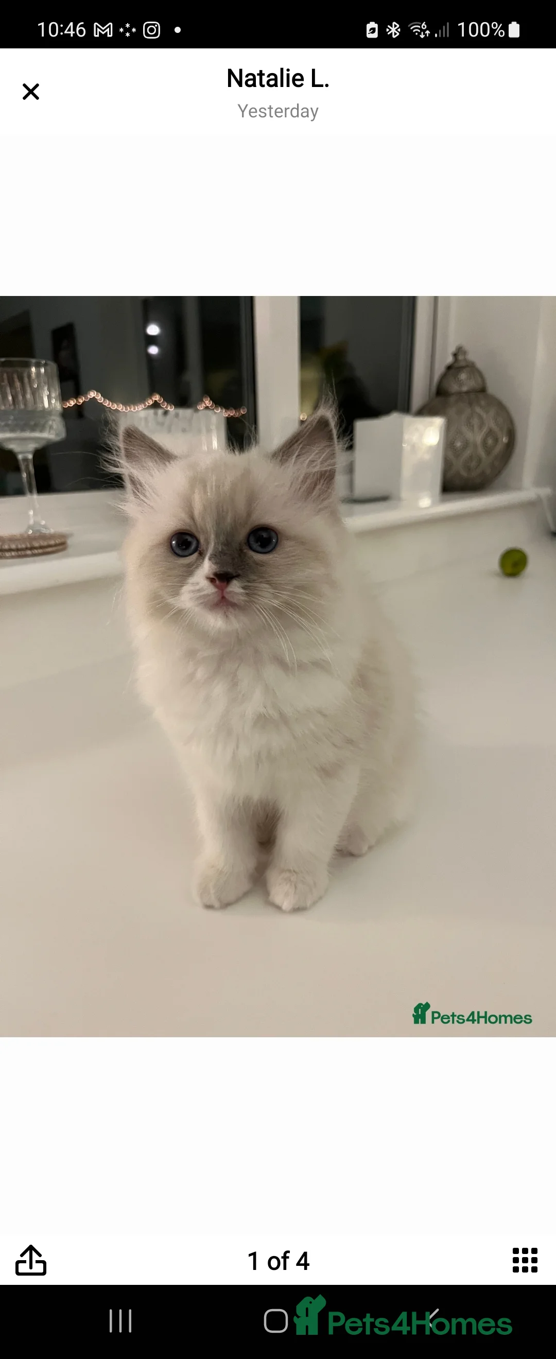 Ragdoll cats for stud: 100% proven boy for stud in Wakefield - Advert 12