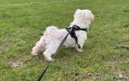 Maltipoo dogs for stud: Maltese Male Available for Stud – Chatham, Kent - Image 3