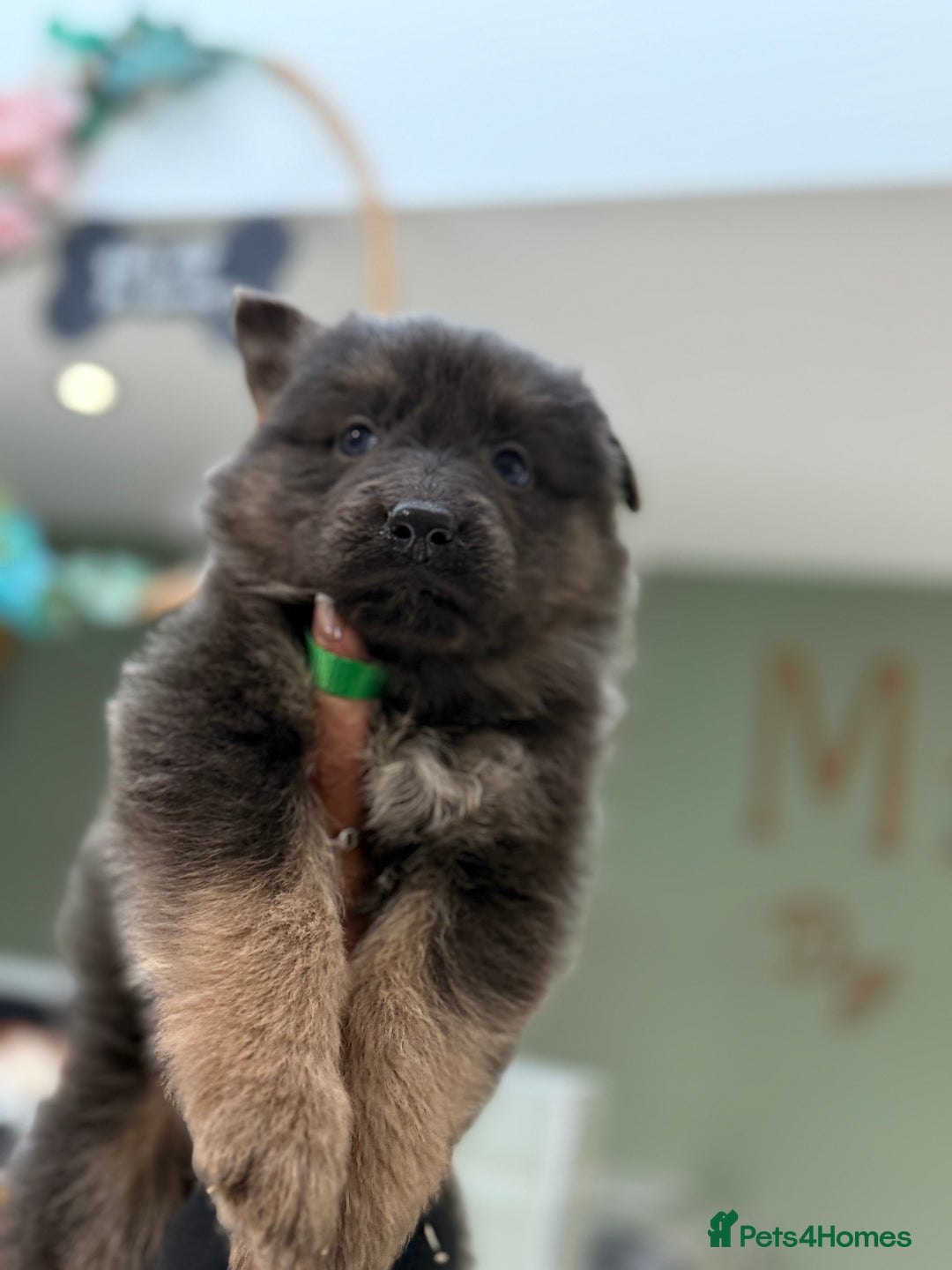 German Shepherd dogs for sale: 💙KC health tested parents 💙 - Advert 5